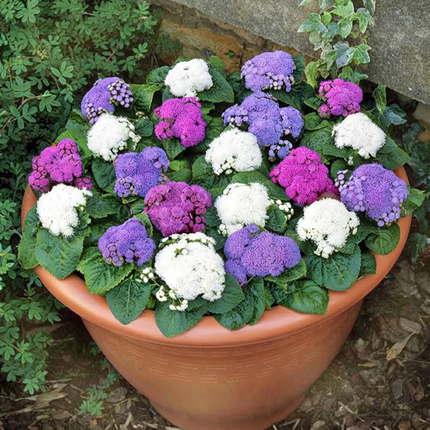 500 Ageratum Mexicanum Mix Seeds – Floss Flower | Colorful Low-Growing Blooms