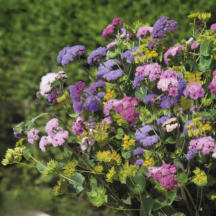 500 Ageratum Mexicanum Mix Seeds – Floss Flower | Colorful Low-Growing Blooms