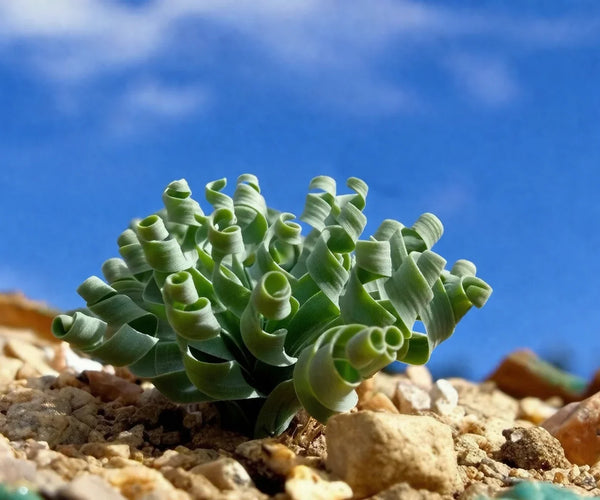 albuca concordiana spiral succulent 20 Albuca Concordiana Seeds – Rare Spiral Grass Succulent