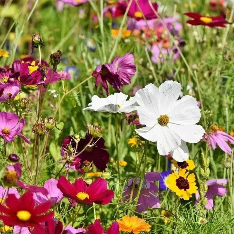 1000 All Perennial Wild Flower Mix Seeds