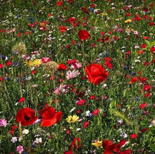 1200 All Perennial Wild Flower Mix Seeds