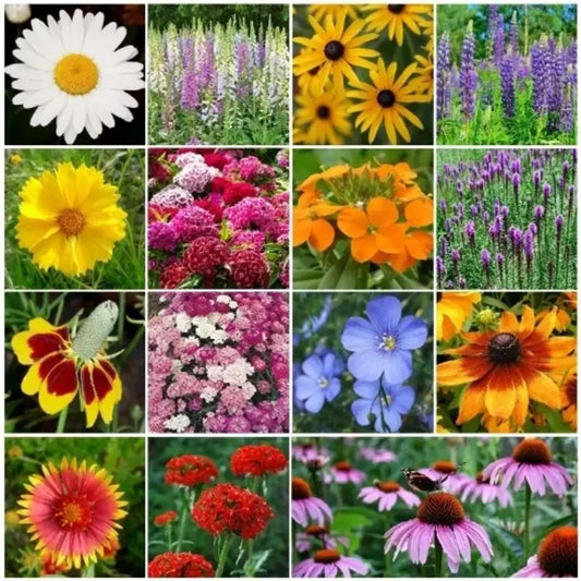 Collage of various flowers including daisies, sunflowers, and others.