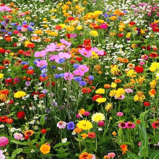 Multicolored flowers in a field
