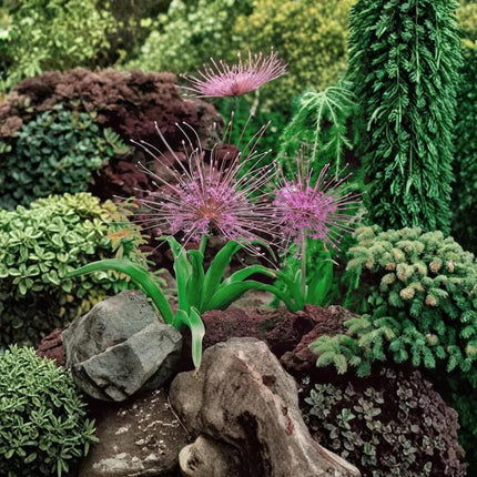 2 Allium Schubertii Seeds – Starburst Ornamental Flower