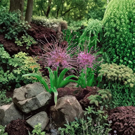 Purple Allium Schubertii flower blooming in rock garden, ornamental flowering plant seeds. Seed World