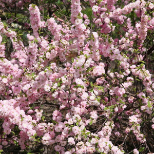 10 Flowering Almond (Prunus Triloba) Seeds