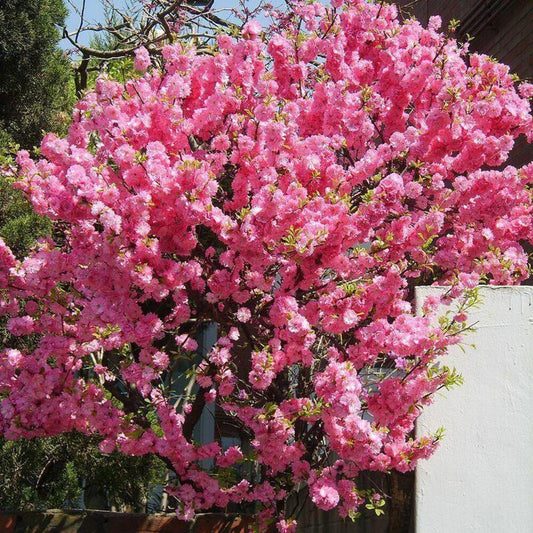 10 Flowering Almond (Prunus Triloba) Seeds