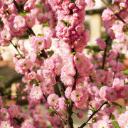 10 Flowering Almond (Prunus Triloba) Seeds