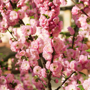 10 Flowering Almond (Prunus Triloba) Seeds