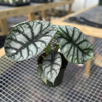 Alocasia Silver Dragon Live Plant – Rare Tropical Houseplant with Striking Silver-Green Foliage and Dark Veins for Indoor Plant Collections. Seed World