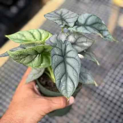 1 Alocasia Silver Dragon Live Plant | Rare Alocasia Corms Houseplants