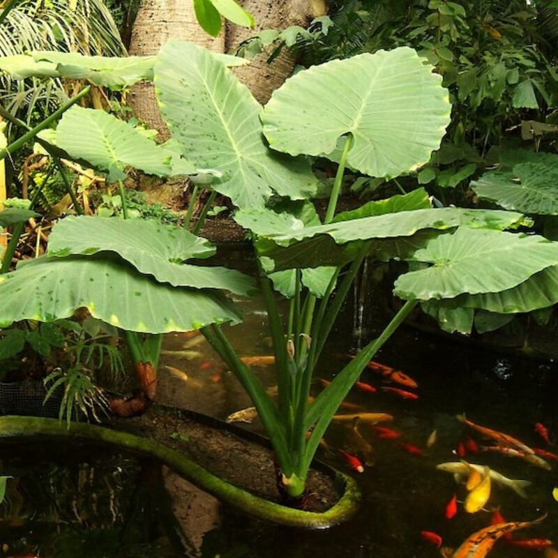 Large green leaves with a pond and fish in the background