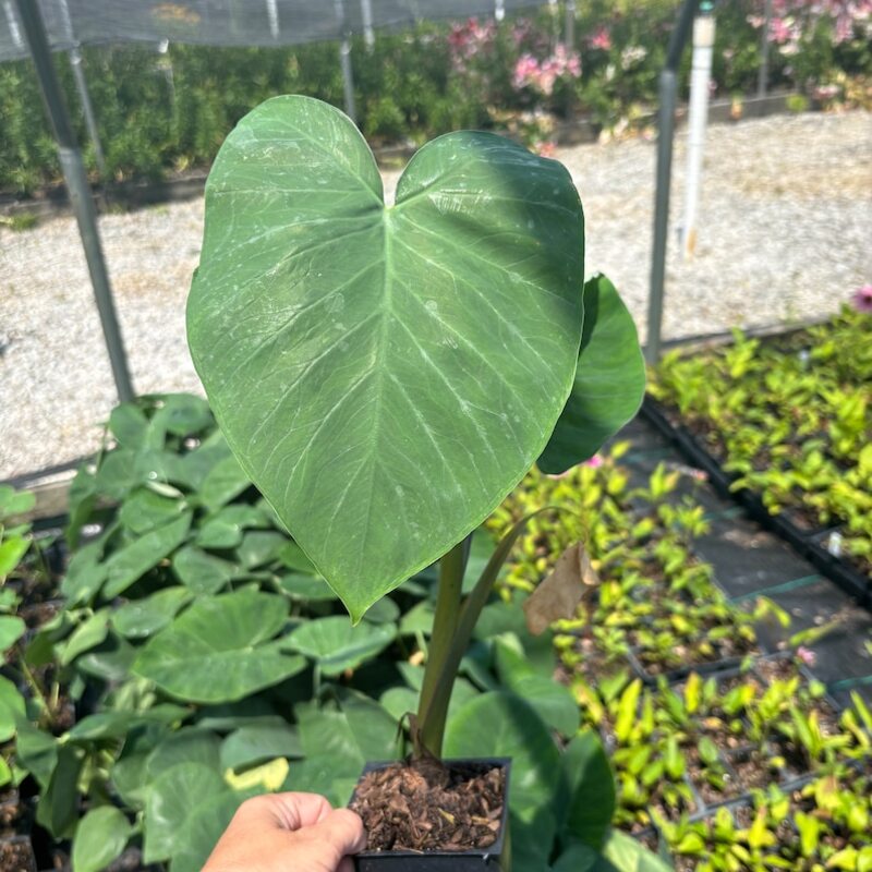 Potted plant with large green leaves held by a hand in a garden setting