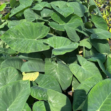 Close-up of large green leaves with a blurred background