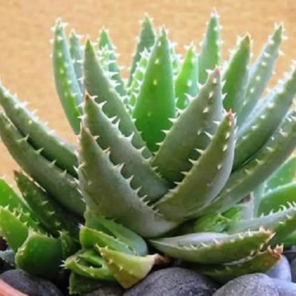 Aloe Brevifolia succulent plant seeds for easy indoor outdoor gardening. Seed World