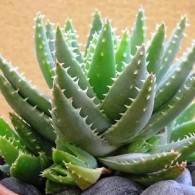 Aloe Brevifolia succulent plant seeds for easy indoor outdoor gardening. Seed World