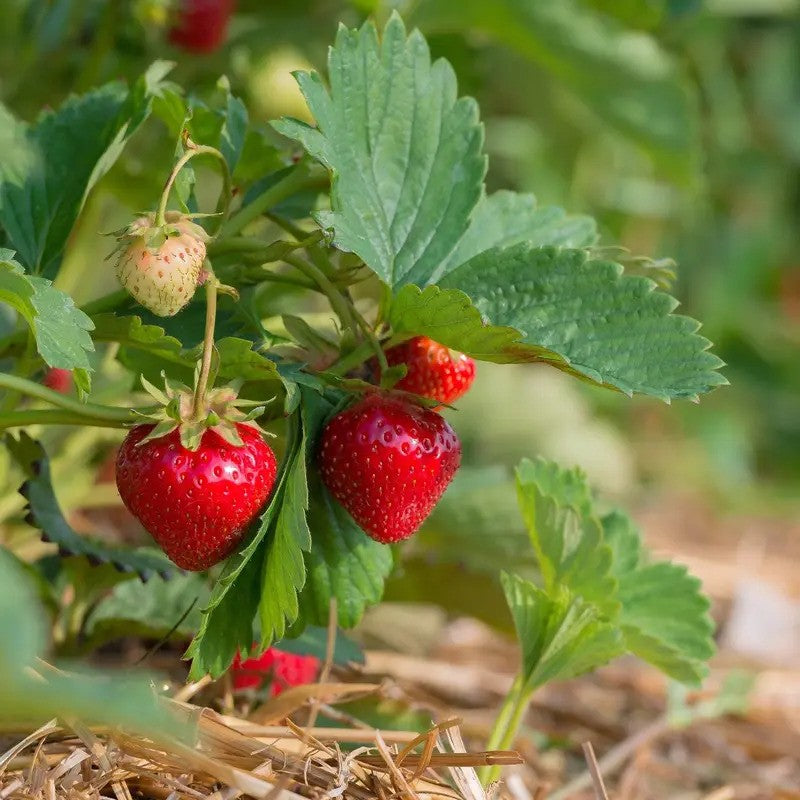 100 Alpine Strawberry Seeds