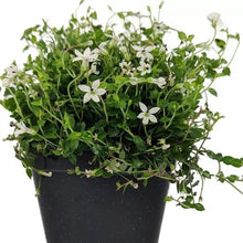 Alpine White Star Creeper Live Plant in 2.5" Pot