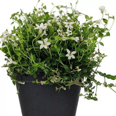 Alpine White Star Creeper Live Plant in 2.5