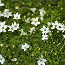 Alpine White Star Creeper Live Plant in 2.5" Pot