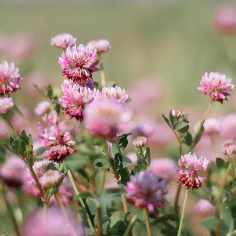Pink flowers with green leaves in a field