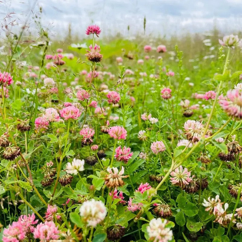 Field of pink and white flowers with green foliage under a blue sky.