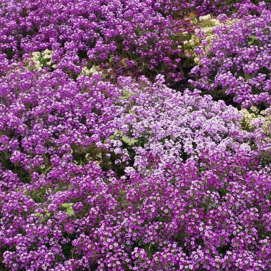 675 Alyssum - Royal Carpet Purple Flower Seeds