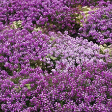 1350 Alyssum - Royal Carpet Purple Flower Seeds