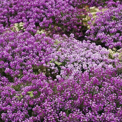 1350 Alyssum - Royal Carpet Purple Flower Seeds