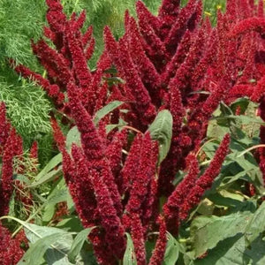 150 Amaranthus Seeds - Pygmy Torch