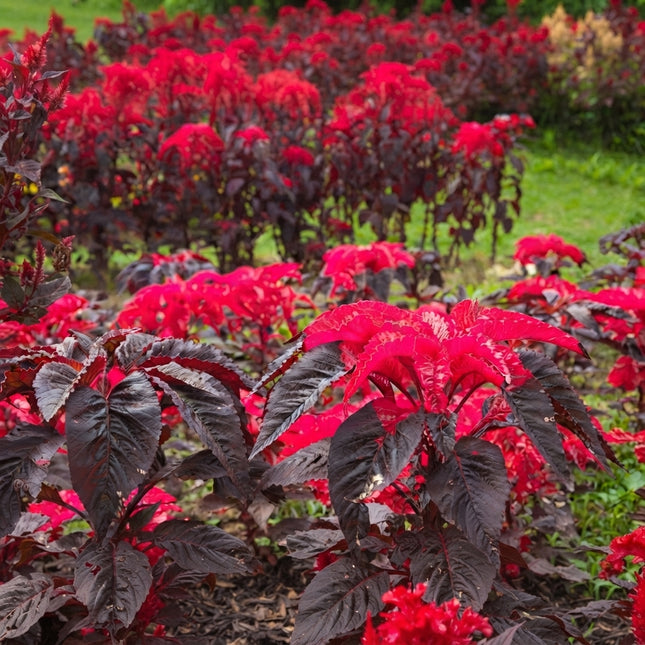Amaranthus Early Splendor Seeds – Vibrant Red and Burgundy Ornamental Amaranth with Colorful Foliage for Garden Beds, Borders and Landscaping. Seeds World