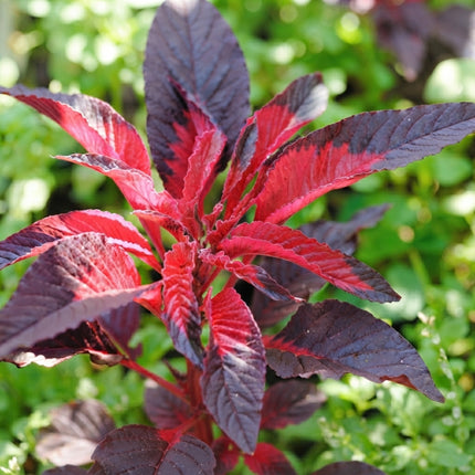 100 Amaranthus Early Splendor Seeds – Colorful Ornamental Plant