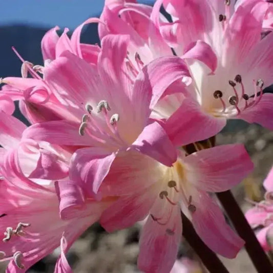 Close-up of Pink Naked Ladies Amaryllis Belladonna flowers with vibrant petals