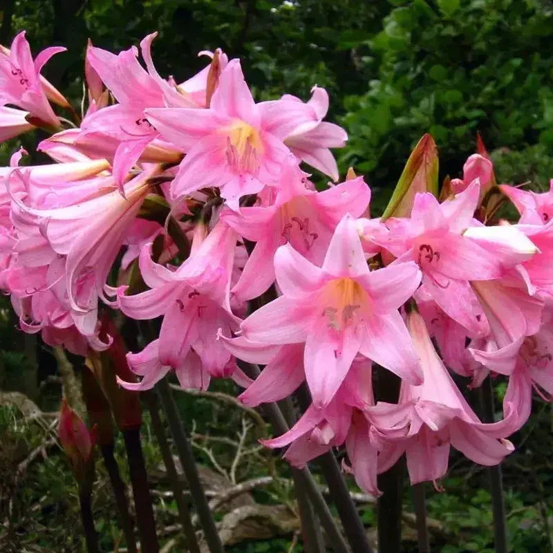 Amaryllis Belladonna Pink Naked Ladies bulbs blooming with clusters of trumpet-shaped flowers