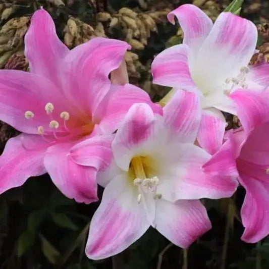 Amaryllis Belladonna bulbs producing pink and white Naked Ladies blooms in garden