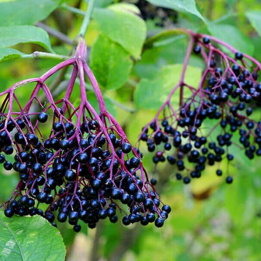 100 American Elderberry Seeds