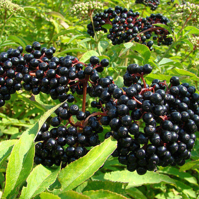 100 American Elderberry Seeds