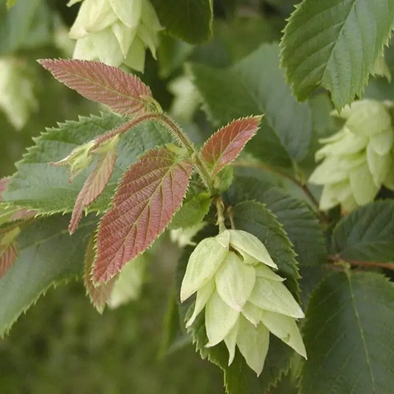 20 American Hornbeam (Ironwood) Seeds