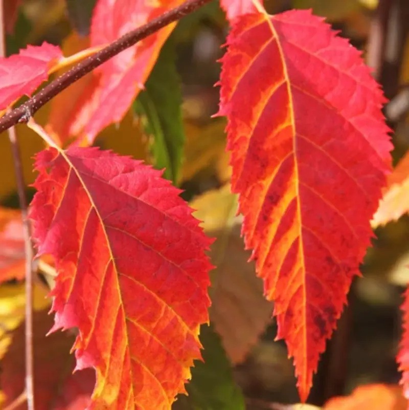 20 American Hornbeam (Ironwood) Seeds