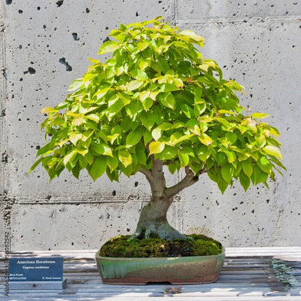 20 American Hornbeam (Ironwood) Seeds