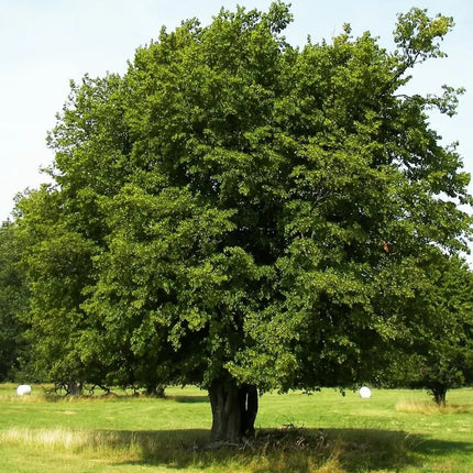 20 American Hornbeam (Ironwood) Seeds