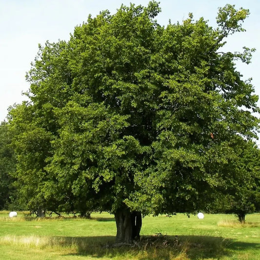 20 American Hornbeam (Ironwood) Seeds