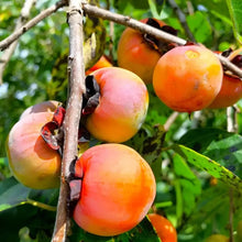 10 American Persimmon Seeds