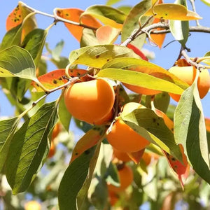 10 American Persimmon Seeds