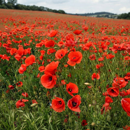 American Legion poppies blooming across a field with vibrant red flowers, green stems, and rolling countryside in the background. Seed World