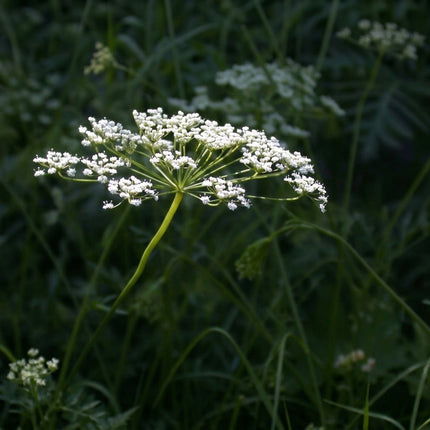 Anise Herb Seeds (Pimpinella anisum) – 1500 Seeds, featuring delicate white umbrella-shaped flowers on green stems, ideal for growing aromatic licorice-flavored culinary herbs in home gardens. Seed World