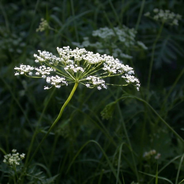 Anise Herb Seeds (Pimpinella anisum) – 1500 Seeds, featuring delicate white umbrella-shaped flowers on green stems, ideal for growing aromatic licorice-flavored culinary herbs in home gardens. Seed World
