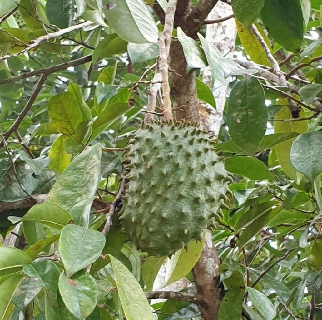 10 Annona Muricata Seeds
