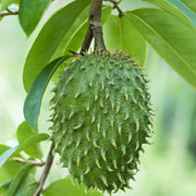 10 Annona Muricata Seeds