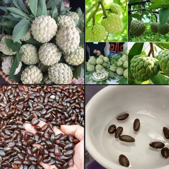 20 Custard Apple Seeds – Annona reticulata | Tropical Sugar Apple Tree